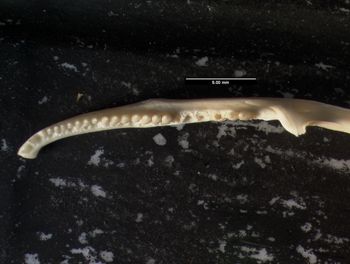 Media type: image;   Herpetology R-20609